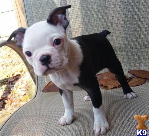Boston Terrier puppy for sale